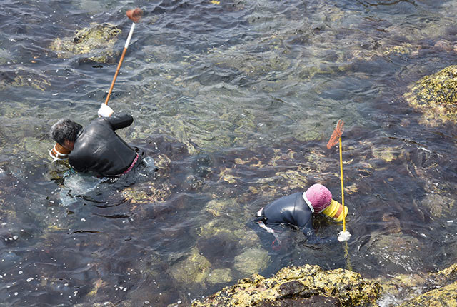 つきん棒で貝類をとる