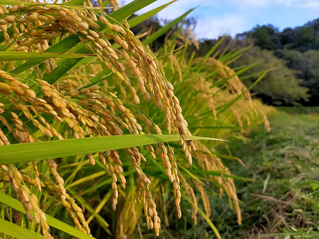 実った稲穂