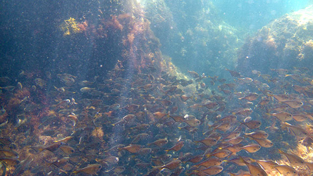下田の海で撮影した魚の群れ