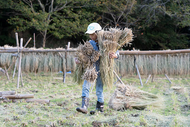稲を運ぶ子ども