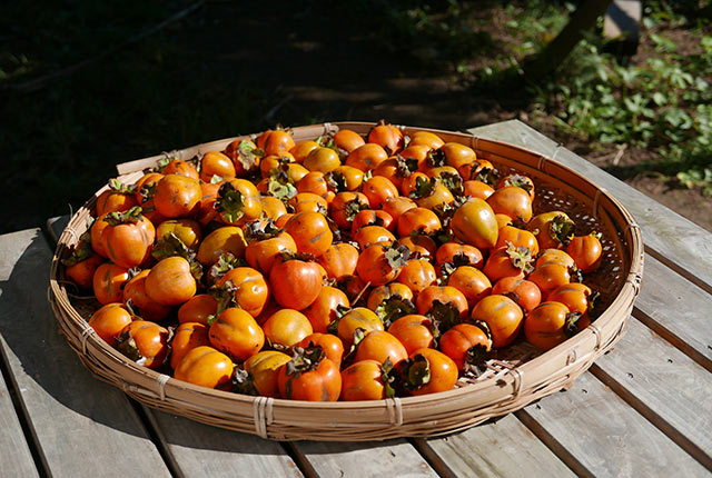 収穫した柿