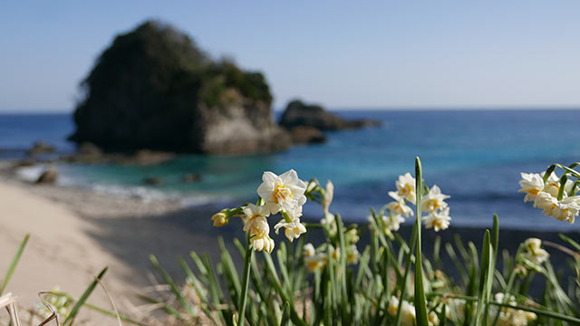 満開を迎える水仙
