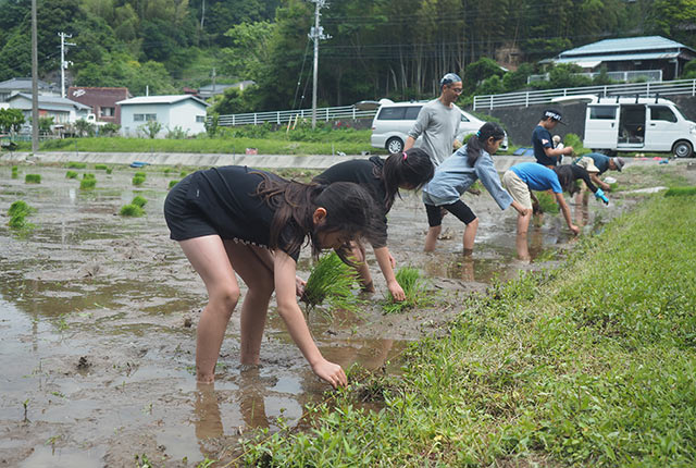 田植え開始
