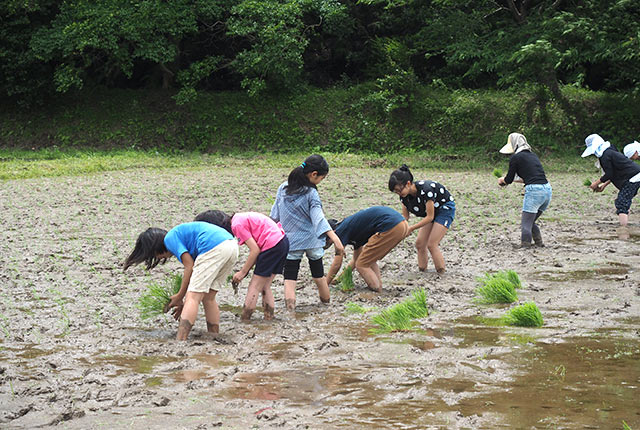 田植え作業に戻った子ども