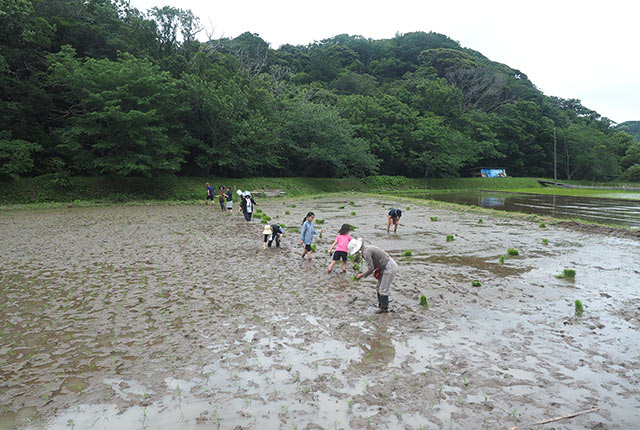 順調に進む田植え