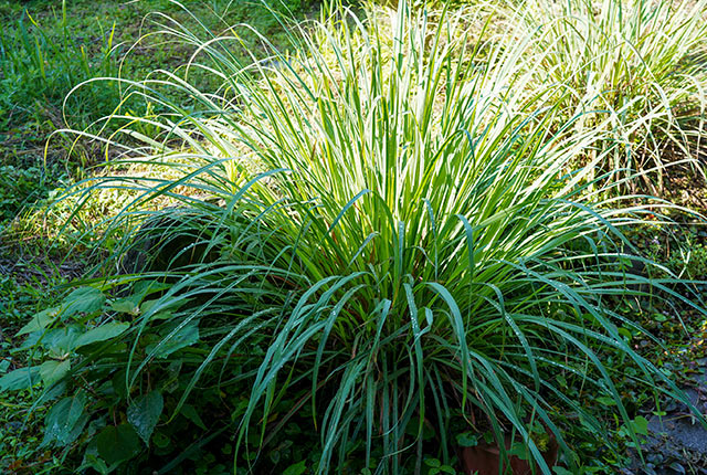 庭に生えたレモングラス