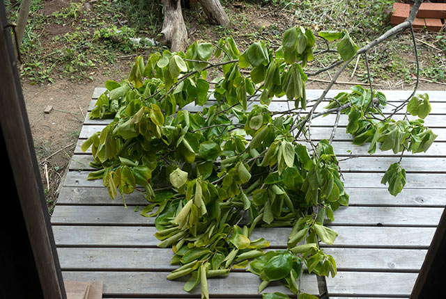 伐採した柿の木の枝