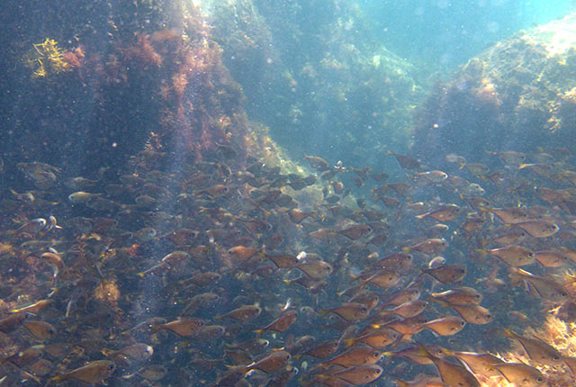 下田近辺の海の中。たくさんの魚が回遊中