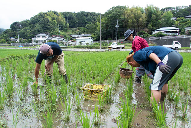 複数人でヒエを抜く