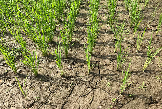 中干し中の田んぼ