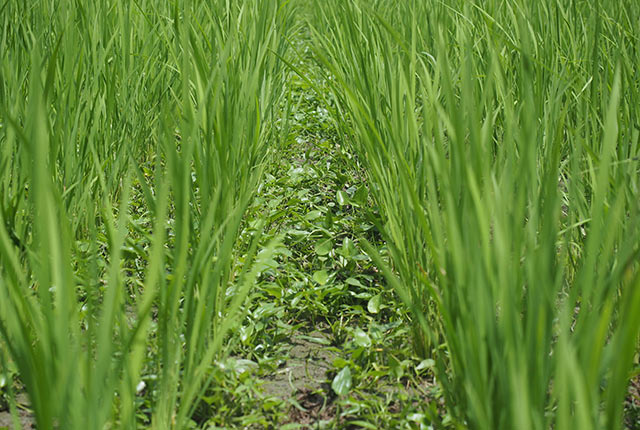 みっしり生えたコナギ