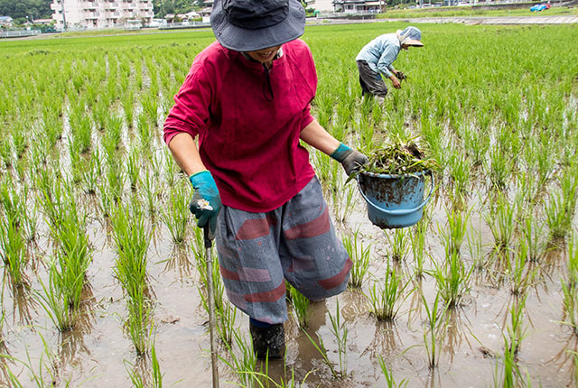 抜いたコナギを運ぶ