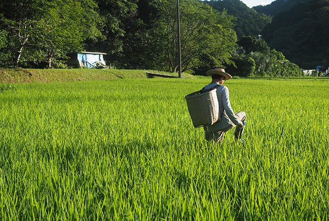 背負子でコナギを搬