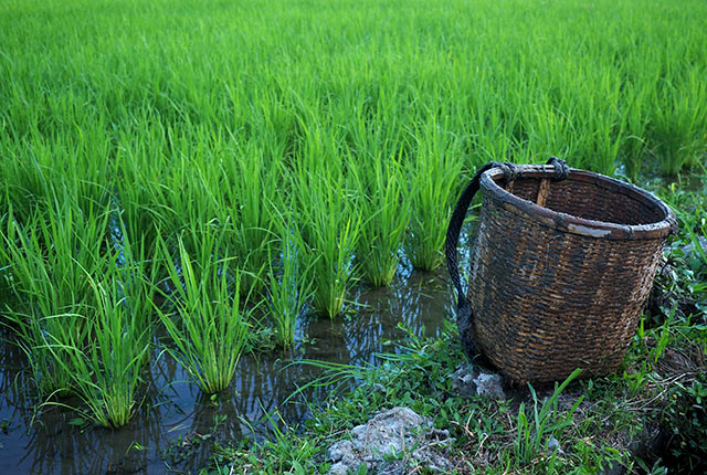 田んぼに置いた背負子