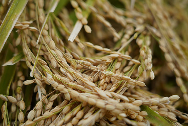 稲穂