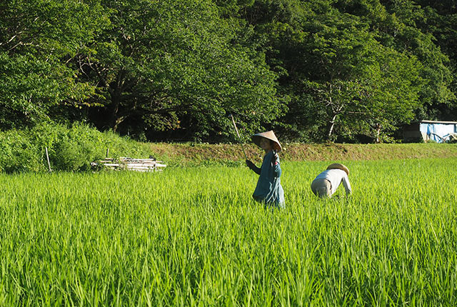 夫婦二人で作業中
