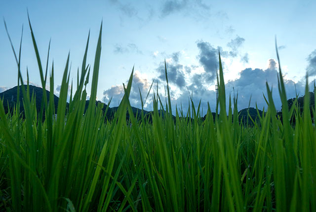 すくすく育つ稲