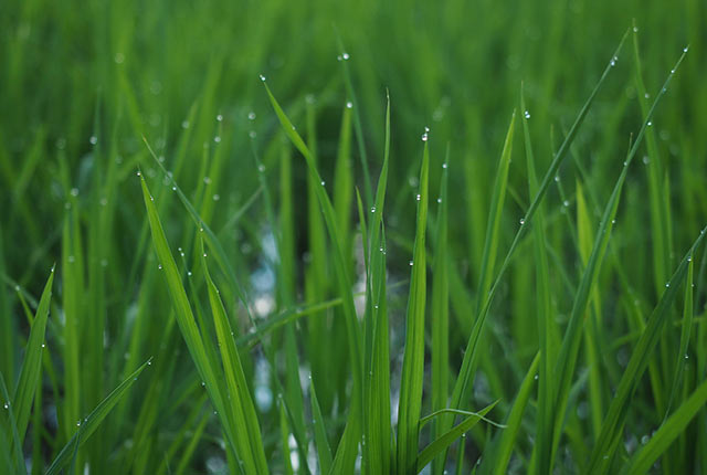 朝露のついた青々とした稲
