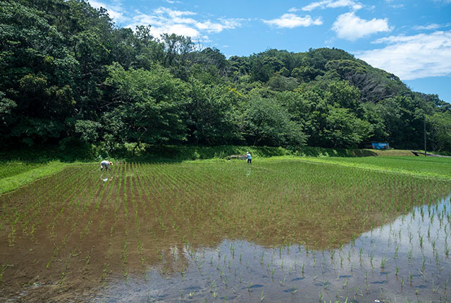 田植え作業
