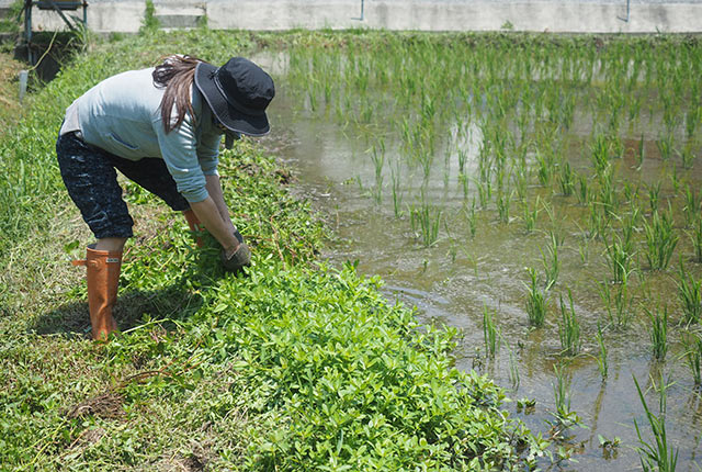 畔にはえた水草を抜く