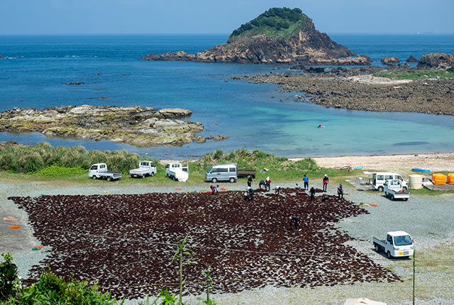 天草の天日干し