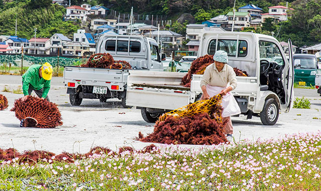 天日干しの準備