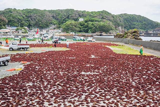 一面に広げられた天草