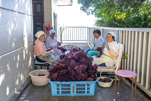 作業中の海女さんたち