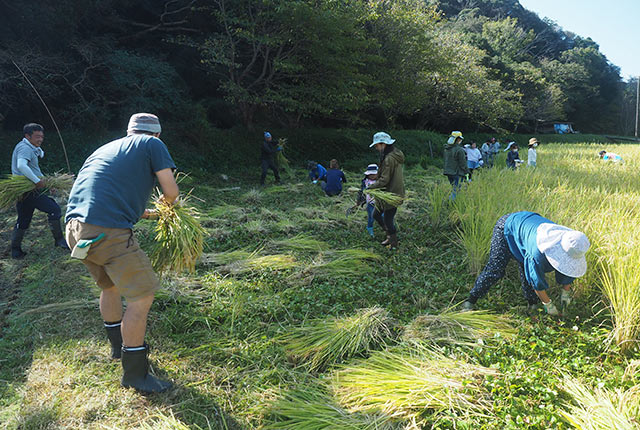 大勢で稲刈り開始
