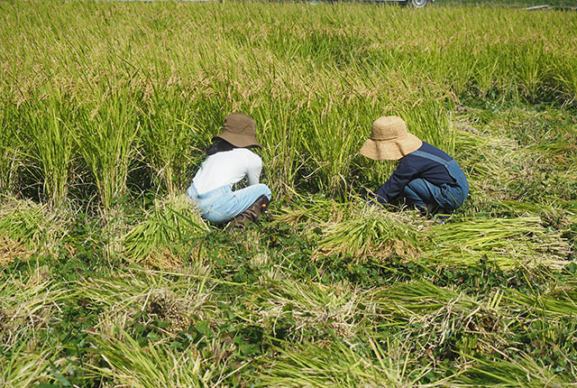 稲を刈る子どもたち