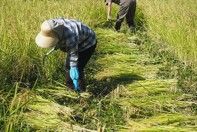 刈った稲をまとめて置いておく