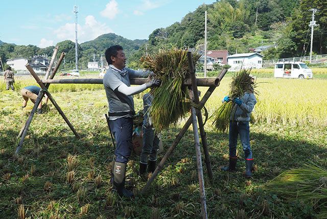 稲架に束ねた稲をかける