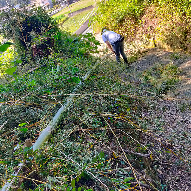 竹の枝打ち