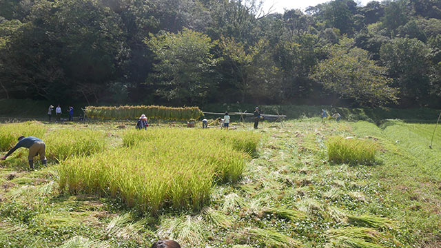 半分以上の稲が刈られた田んぼ