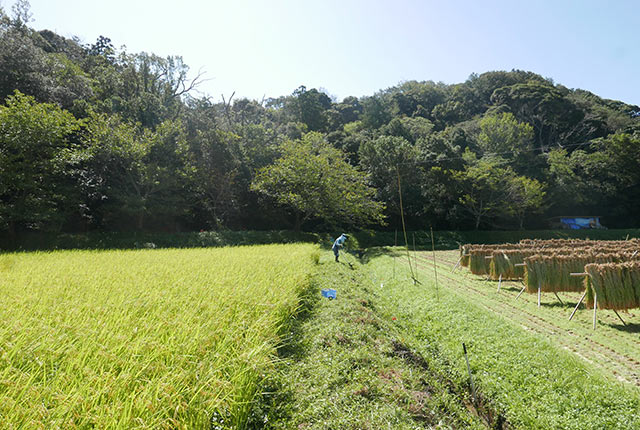 畦の草刈りをする妻