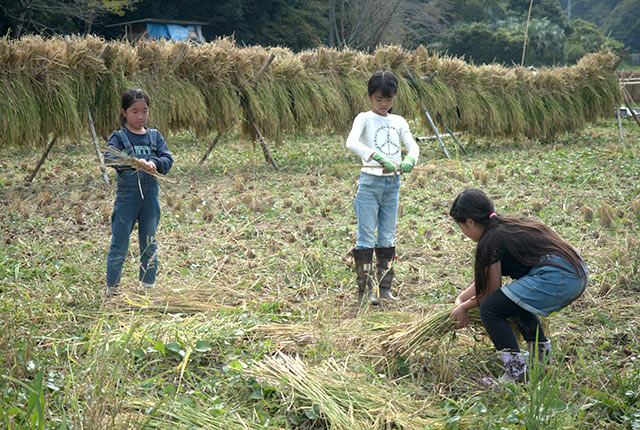 稲を束ねる子ども３人