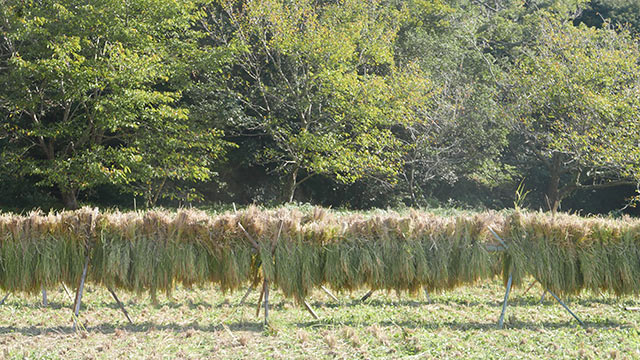 横一列にかけられた稲