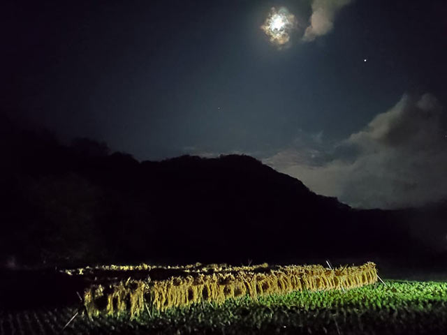 月明かりに照らされた稲架