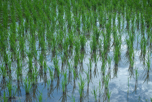 田植え後の田んぼ