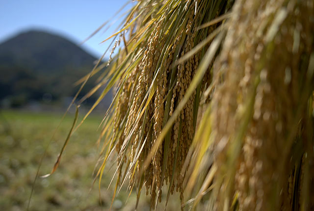 稲架掛けされた稲穂