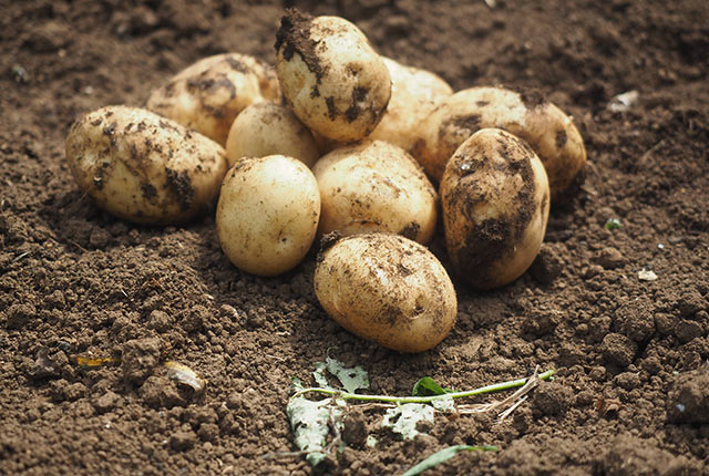 掘りたてのじゃがいも