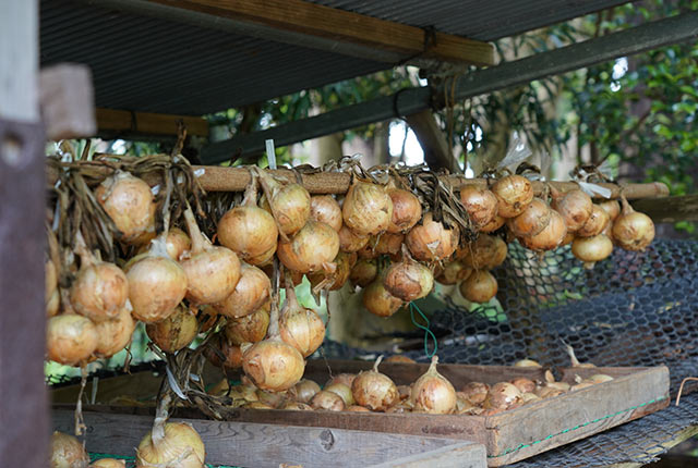 吊るされた玉ねぎ