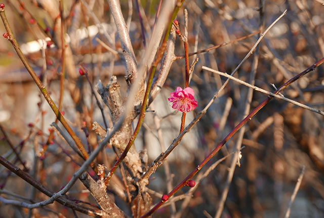 庭の梅