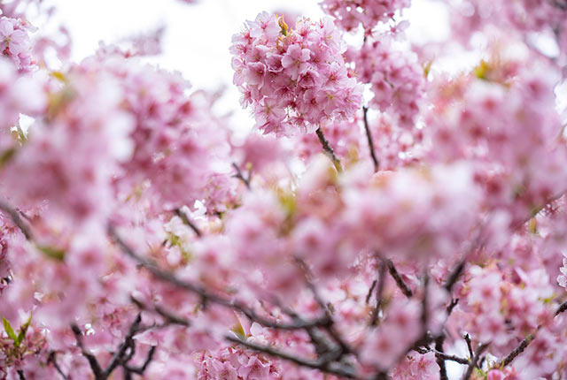 満開の河津桜