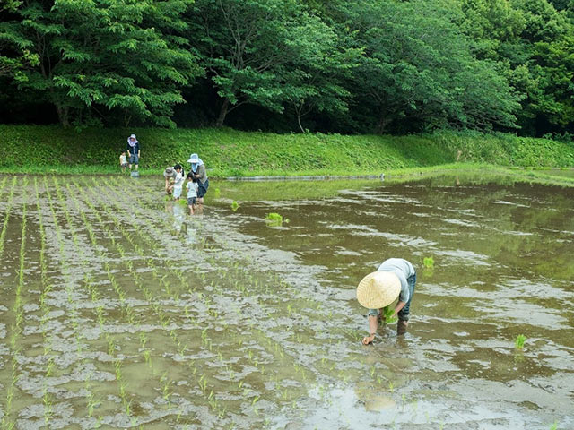 田植えの様子