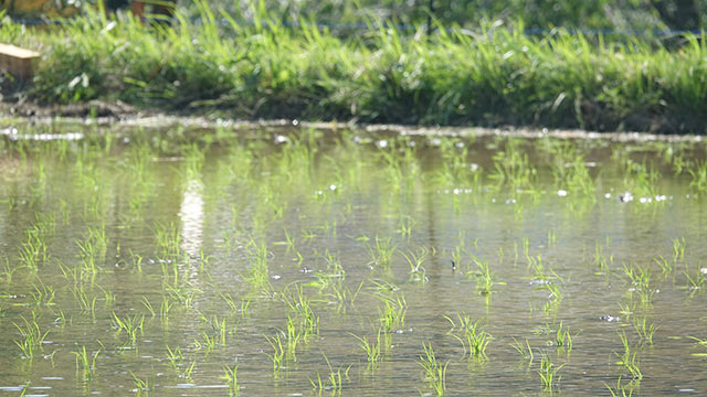 田植えが終わった後の苗が並ぶ田んぼ