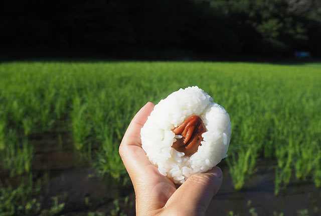 梅干しおむすび