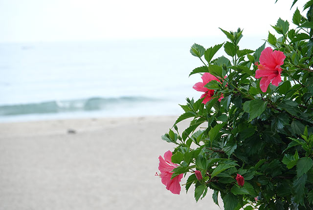 ハイビスカスの花