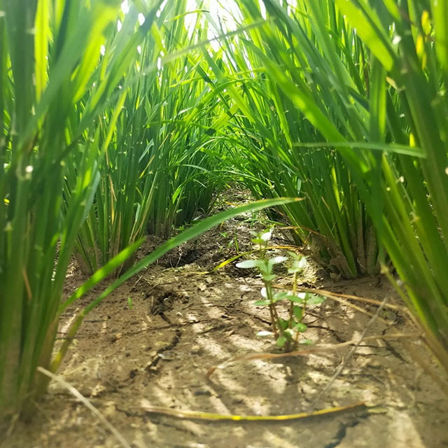 水が切れ土が割れてきた田んぼ