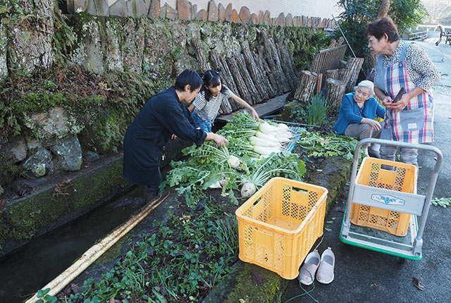 水路で収穫したばかりの大根を洗う